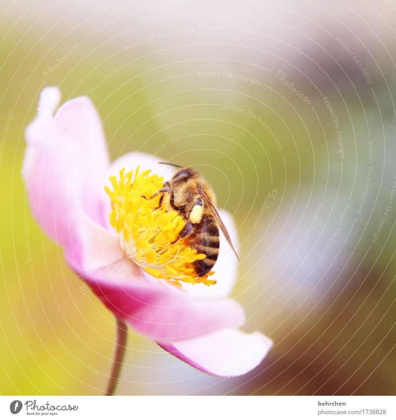 autumn anemone bees Nature Plant Animal Summer Flower Leaf Blossom Chinese Anemone Garden Park Meadow Wild animal Bee Wing 1 Blossoming Fragrance Beautiful