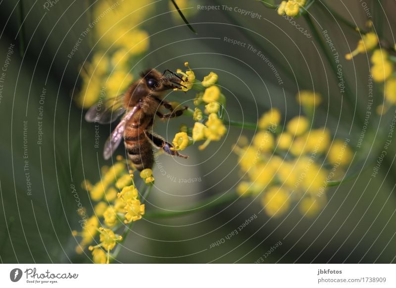 Bee on fennel blossom Food Nutrition Environment Nature Animal Summer Bad weather Plant Flower Blossom Garden Farm animal Wild animal Animal face Wing 1