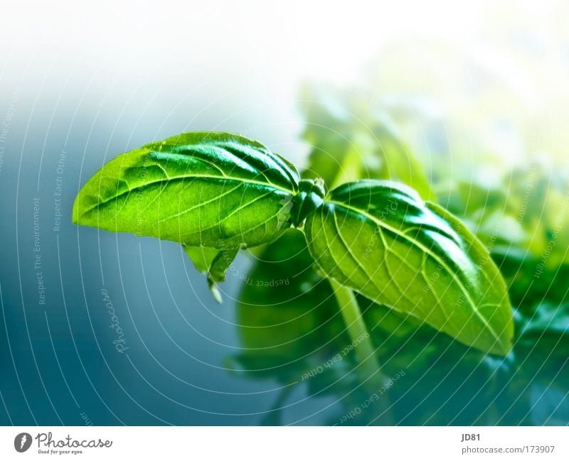 fresh green Colour photo Interior shot Close-up Detail Copy Space top Day Contrast Blur Deep depth of field Herbs and spices Nutrition Plant Foliage plant
