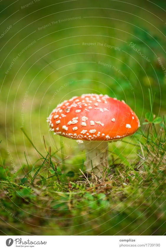 fly agaric Food Nutrition Healthy Environment Nature Plant Climate Exotic Garden Meadow Field Forest Amanita mushroom Mushroom Poisonous plant Spotted Detail