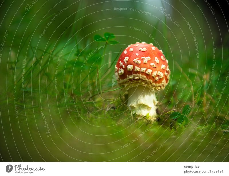 Mushroom with dots Food Healthy Healthy Eating Idyll Amanita mushroom Small Poison poisonous mushroom Fairy tale Plant Forest Meadow Macro (Extreme close-up)