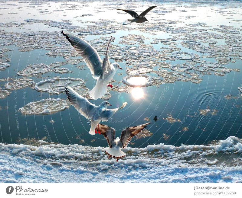 Seagulls at the river Nature Landscape Animal Water Sun Sunlight Winter Ice Frost Snow Coast River bank Beach Small Town Outskirts Navigation Bird Wing 4