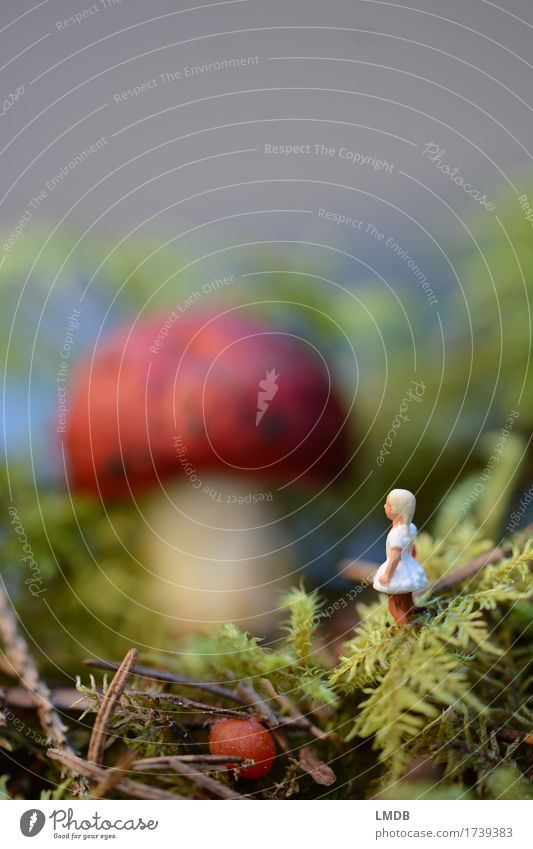 Alice in mushroom country Human being Masculine Girl 1 3 - 8 years Child Infancy Environment Nature Plant Forest Blonde Small Cute Red White alice in wonderland