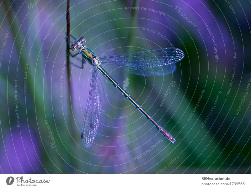 dragonfly Environment Nature Animal Summer Plant Pond Dragonfly Insect 1 Violet Colour photo Exterior shot Close-up Detail Macro (Extreme close-up) Day Shadow
