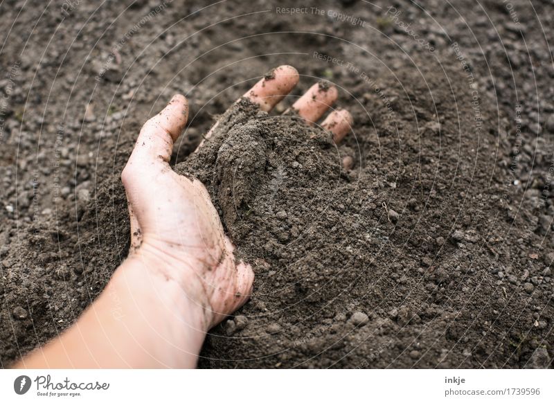 dig Hand 1 Human being Nature Elements Earth Fresh Brown Senses Dig Muding Touch Colour photo Exterior shot Close-up Copy Space left Copy Space right