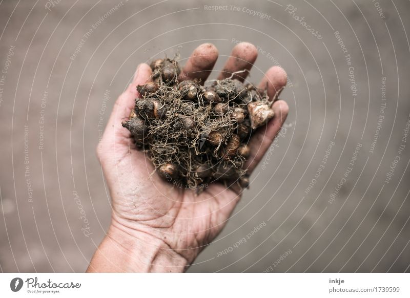 Blossoms colourful Gardening Hand 1 Human being Spring Summer Autumn Bulb flowers To hold on Dirty Small Many Brown Indicate Heap Simple Colour photo