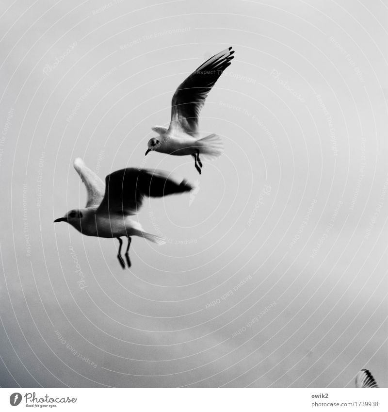 flight crew Environment Animal Clouds Climate Beautiful weather Wild animal Seagull Gull birds 2 Running Movement Discover Flying Free Together Curiosity Speed