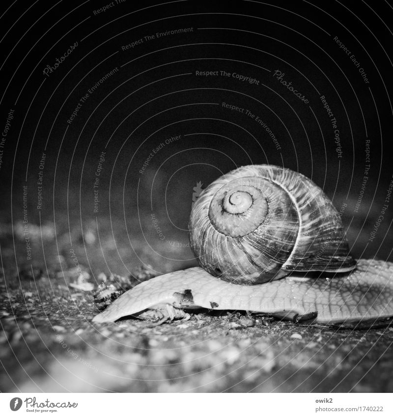 photo trap Environment Nature Animal Snail 1 Threat Dark Near Speed Attentive Watchfulness Serene Patient Life Endurance Snail shell Caught by a speed camera