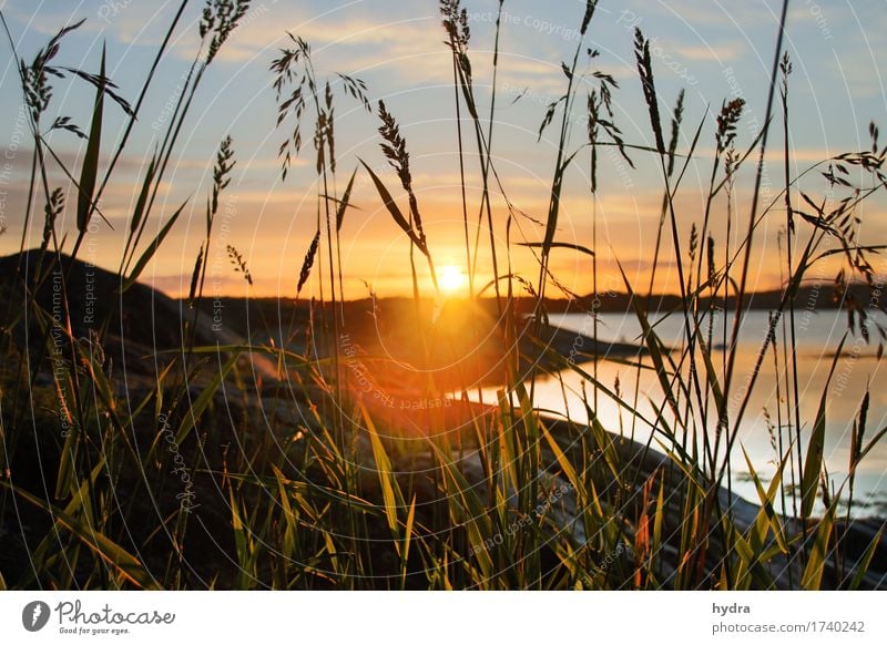 Sunset at the sea with backlight in the archipelago in Sweden Sunrise Beautiful weather Summer Baltic Sea Harmonious Well-being Contentment Senses Relaxation