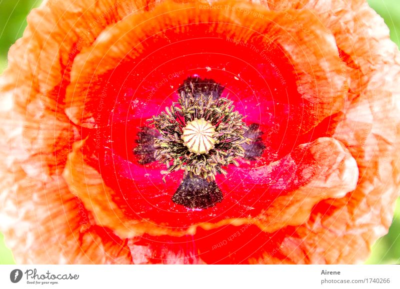 poppy seed.poppy seed Plant Flower Poppy blossom Garden Sign Ornament Crucifix Center point Blossoming Natural Eroticism Red Black Passion Romance Desire