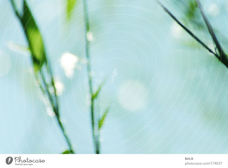 [PC-Usertreff Züri]: China on Lake Zurich Beautiful Harmonious Relaxation Calm Sky Sunlight Plant Grass Bushes Glittering Illuminate Natural Blue Glimmer Dew