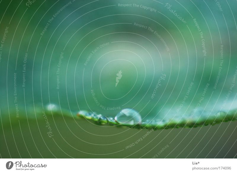 watercolour Drops of water Plant Green Calm Background picture Relaxation Nature Neutral Background Delicate Colour photo Detail Macro (Extreme close-up)