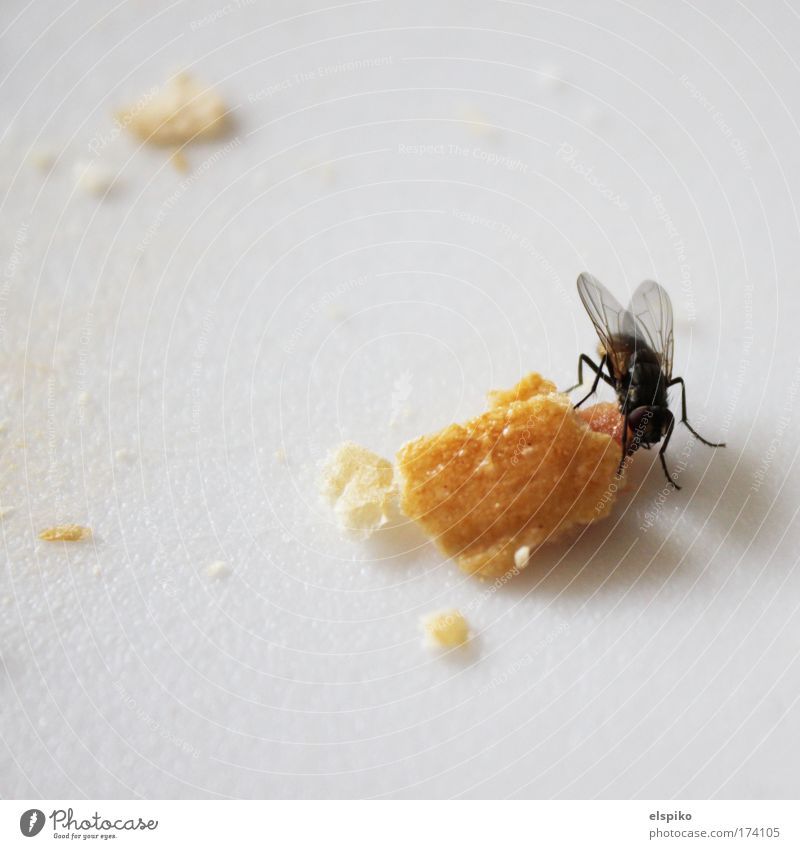 feast Colour photo Deserted Day Animal Wing Fly Legs 1 Crumbs Breadcrumbs Chopping board White Black Nutrition