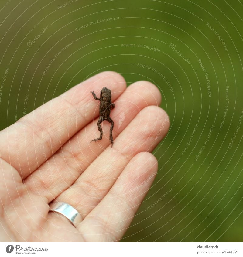 Frog King Colour photo Exterior shot Copy Space right Copy Space top Day Shallow depth of field Hand Fingers Nature Animal Ring Wild animal Painted frog 1