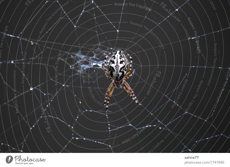 network maintenance Hallowe'en Nature Autumn Wild animal Spider Spider's web Spider legs 1 Animal Hunting Crawl Dark Disgust Creepy Black White Attentive