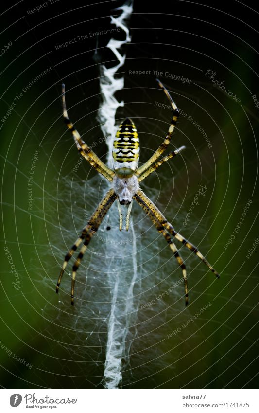 zigzag Environment Nature Animal Wild animal Spider Net Spider's web 1 Observe Catch Hunting Crawl Wait Exceptional Disgust Watchfulness Patient Endurance Fear