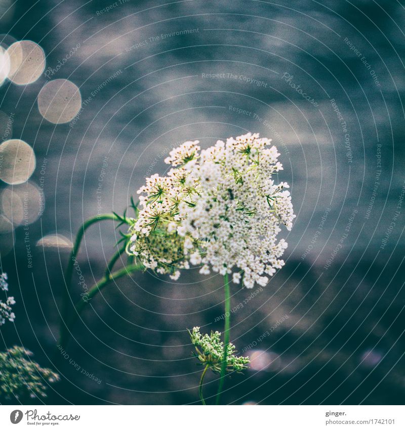 Here I am (Flower on the river bank Mayer Görlitz lens) Summer Plant Wild plant Blue White blurriness Shallow depth of field Patch Apiaceae Water Stalk Round