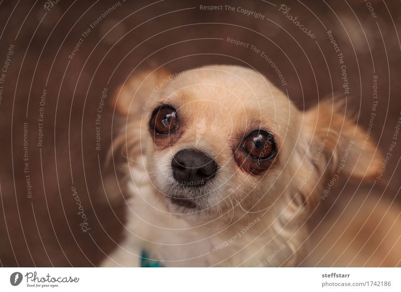 Tan cream colored Chihuahua puppy Animal Pet Dog Animal face 1 Brown Safety (feeling of) Fear Loneliness Colour photo Exterior shot Deserted Day