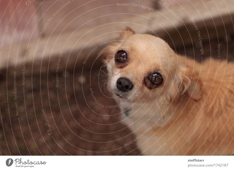 Tan cream colored Chihuahua puppy Animal Pet Dog Animal face 1 Blonde Brown Gold Emotions Safety (feeling of) Fear Colour photo Exterior shot Day