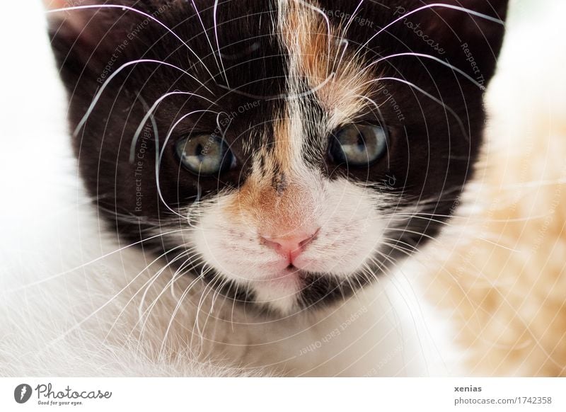 Cat looks into camera Animal face Pelt Domestic cat 1 Baby animal Looking Pet Brown Pink Black White Looking into the camera Cat eyes Animal portrait Whisker