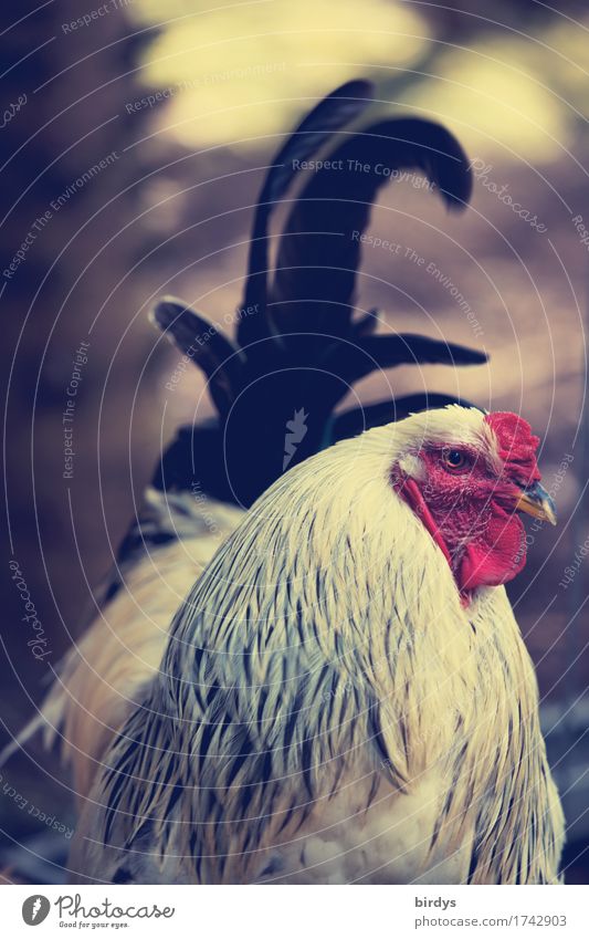 Scheff Agriculture Forestry Nature Farm animal Rooster 1 Animal Observe Exceptional Elegant Positive Pride Relationship Resolve Masculine Colour photo