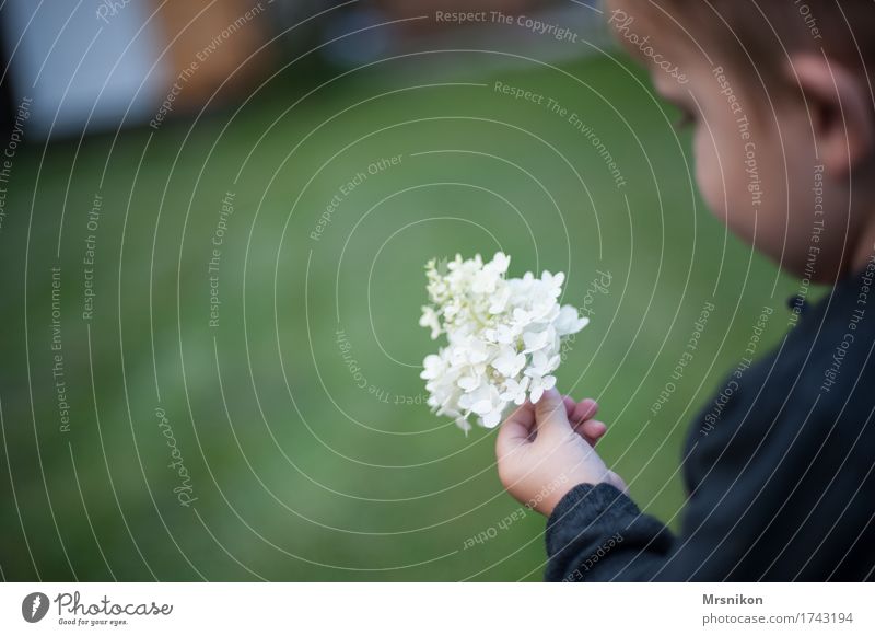 hydrangea Child Toddler Boy (child) Hand 1 Human being 1 - 3 years Stand To hold on Pick Flower Hydrangea Hydrangea blossom Blossom Panicle blossom Garden
