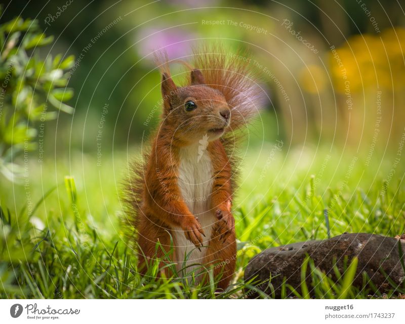 my little friend Nature Animal Grass Bushes Garden Meadow Wild animal Animal face Pelt Claw Paw Squirrel 1 Baby animal Observe Looking Stand Esthetic