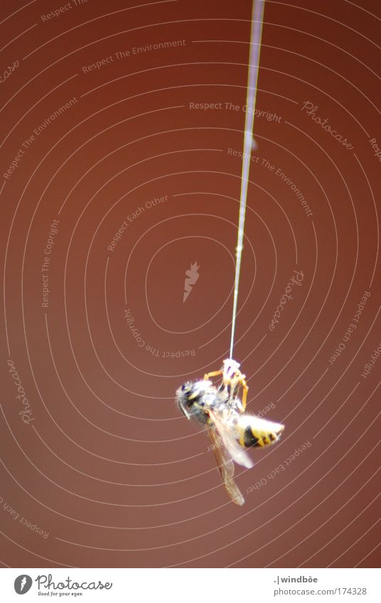 At the silk thread Colour photo Exterior shot Close-up Deserted Evening Central perspective Long shot Animal Wild animal Dead animal Bee Wasps 1 Hang To swing