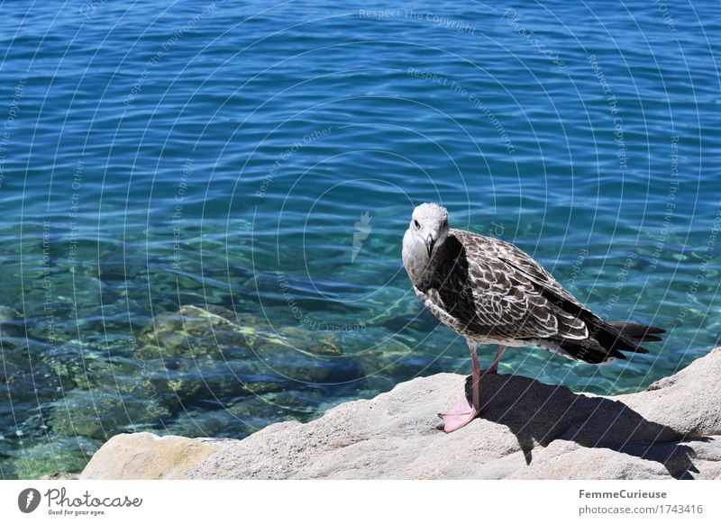 Croatia03. Nature Elements Water Animal 1 Looking into the camera Seagull Sea bird Ocean Adriatic Sea Clarity Bird Sun Summer Vacation & Travel Curiosity Rock