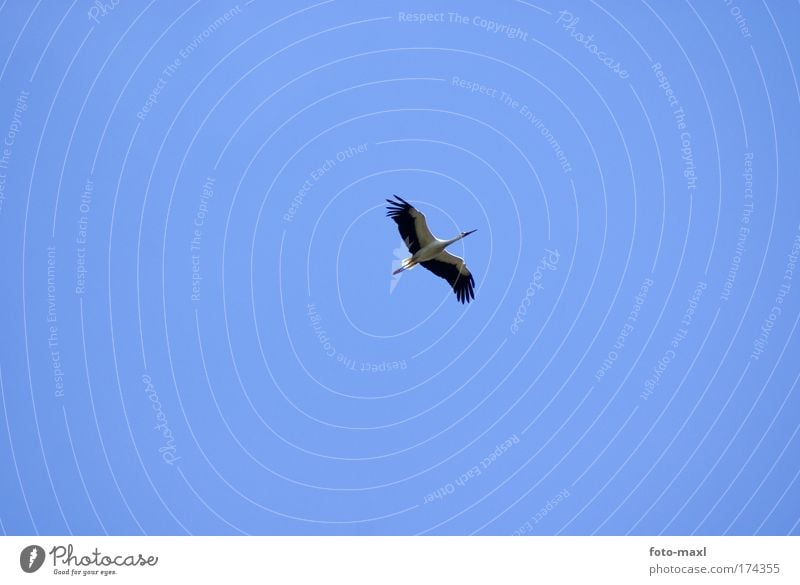 Stork in flight Colour photo Exterior shot Aerial photograph Copy Space left Copy Space right Copy Space top Copy Space middle Neutral Background Morning Dawn
