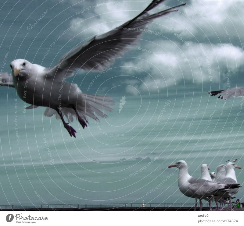 alpha Elegant Trip Freedom Summer Environment Nature Air Sky Clouds Climate Beautiful weather Wind Coast Animal Bird Wing Seagull Feather Group of animals Flock
