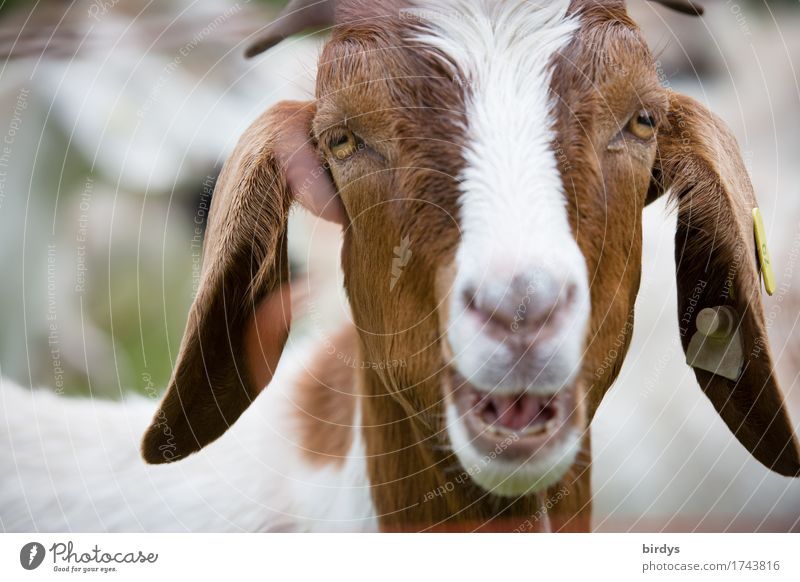 Announcement Farm animal Goats 1 Animal To talk Funny Curiosity Positive Brown White Love of animals Life Grouchy Advice Uniqueness Communicate Contact