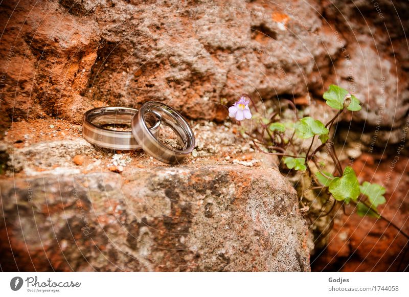 Close-up of wedding rings on a brick wall Plant Summer Leaf Blossom Stone Ring Together naturally Brown Green Violet Orange Pink Red Joy Happy