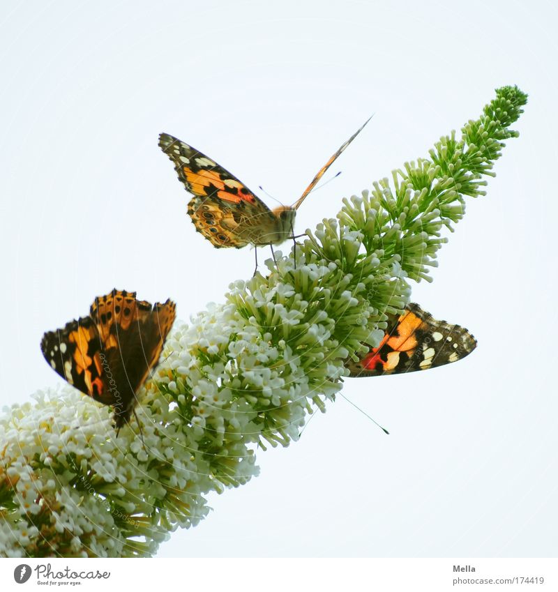 Three kinds of butterfly Environment Nature Plant Animal Spring Summer Bushes Blossom Buddleja Park Wild animal Butterfly Painted lady 3 Blossoming Fragrance