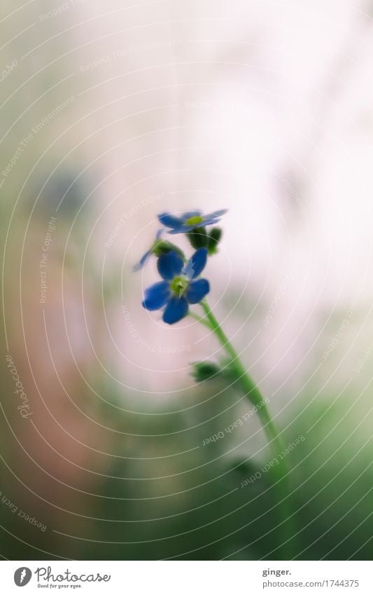 AST9 | Remember (Flowers Lensbaby Macro) Nature Plant Leaf Blossom Pot plant Blue Brown Multicoloured Green Pink Stalk Diffuse blurriness Small Delicate