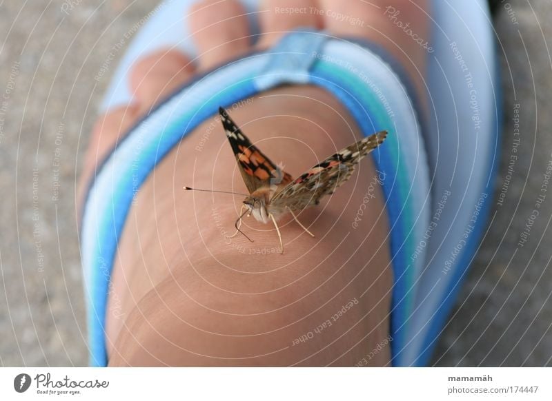 Hello there! Multicoloured Exterior shot Day Butterfly 1 Animal Flying Sit Curiosity Flip-flops Feet Toes Ground Judder Break Blue Painted lady Wing Hover