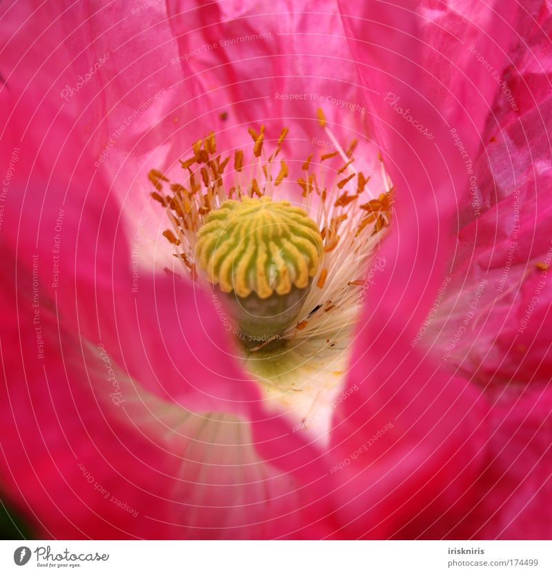 seed carousel Nature Flower Blossom Wild Pink Poppy Wrinkles Seed Poppy blossom Corn poppy Bud Detail Macro (Extreme close-up)