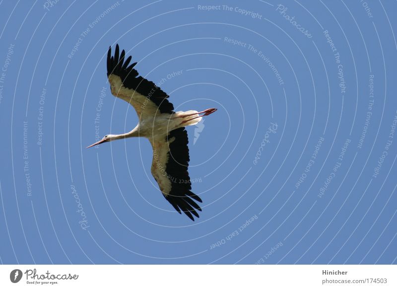 The Stork Colour photo Exterior shot Aerial photograph Copy Space right Neutral Background Day Sunlight Animal Air Sky Cloudless sky Wild animal Wing 1 Flying