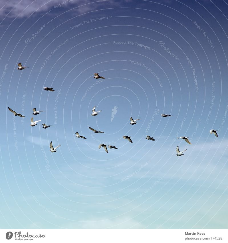 departure Nature Sky Sky only Animal Bird Pigeon Wing Migratory bird Flock Flying Communicate Dream Far-off places Infinity Blue Gray Wanderlust Movement
