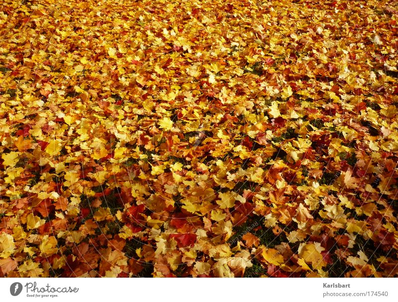 [f]lying. carpet. Design Carpet Thanksgiving Kindergarten Gardening Environment Nature Sunlight Autumn Beautiful weather Tree Leaf Meadow Lie Fresh Crazy Yellow