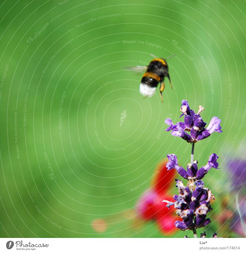Next stop: Lavender Plant Bee Bumble bee Insect Flying Medicinal plant Spring Colour photo Detail Macro (Extreme close-up) Copy Space left Copy Space top 1