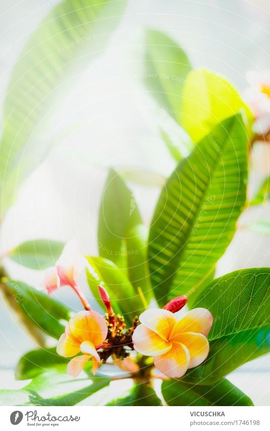 Topical Frangipani Flowers Design Summer Garden Nature Plant Sunlight Beautiful weather Leaf Blossom Park Yellow Pink Fragrance Thailand Tropical Exotic