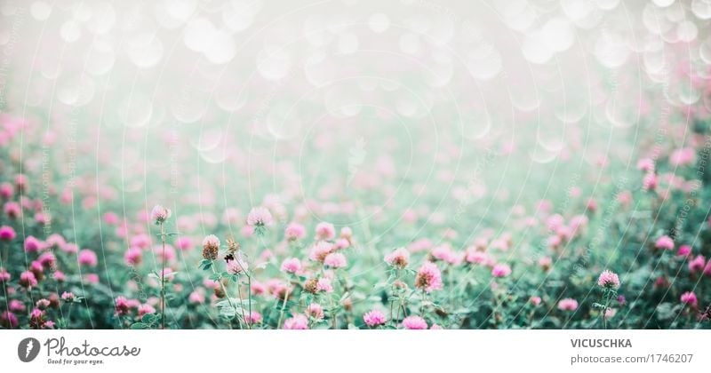 Meadow with flowering clover Lifestyle Design Summer Environment Nature Landscape Plant Beautiful weather Flower Blossom Garden Park Field Flag Soft Pink Style