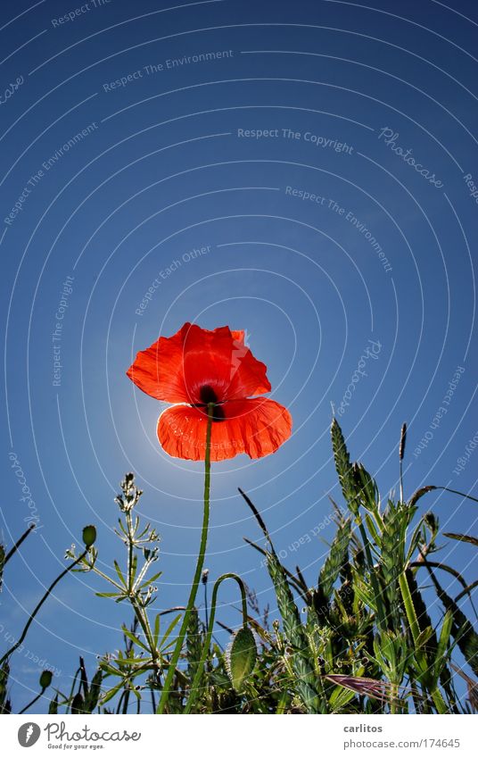 poppy seed Beautiful weather Blossoming Poppy Grain field Red Blue Green Back-light Worm's-eye view Sky Summer Copy Space top
