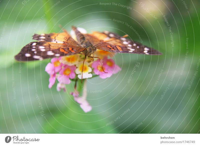 wings Nature Plant Animal Summer Flower Leaf Blossom Garden Park Meadow Wild animal Butterfly Animal face Wing Compound eye Legs Feeler 1 Observe Blossoming