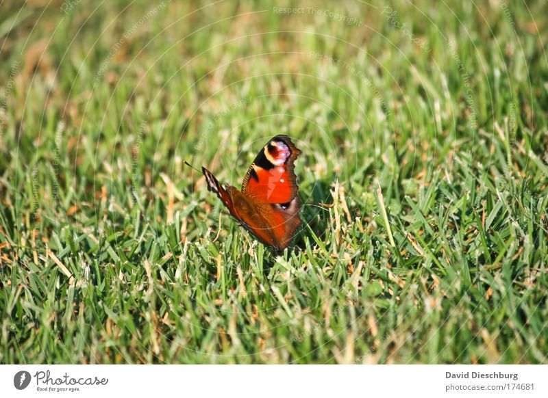 Funny lawn mower Colour photo Exterior shot Day Contrast Nature Spring Summer Plant Grass Meadow Animal Wild animal Butterfly Wing 1 Green Red Peacock butterfly