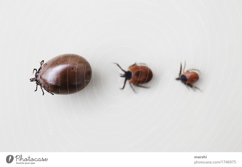 Tick Parade III Animal Disgust Isolated Image Brown Fat Lush Inflated grease-sucked Suck Threat Dangerous Risk Small Garden Summer Illness Sickly