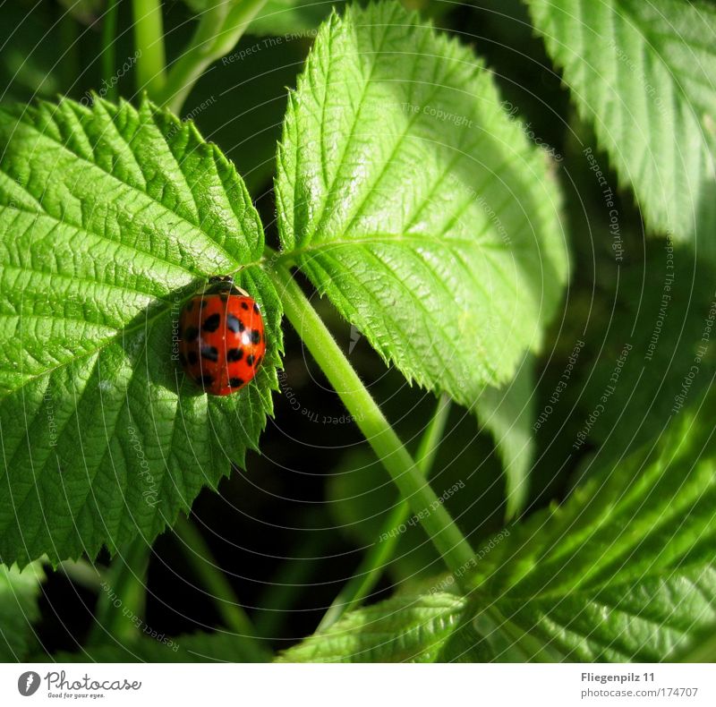 sunny spot Nature Summer Beautiful weather Plant Foliage plant Animal Ladybird 1 Happy Bright Green Red Black Contentment Warm-heartedness Calm Spotted Prongs
