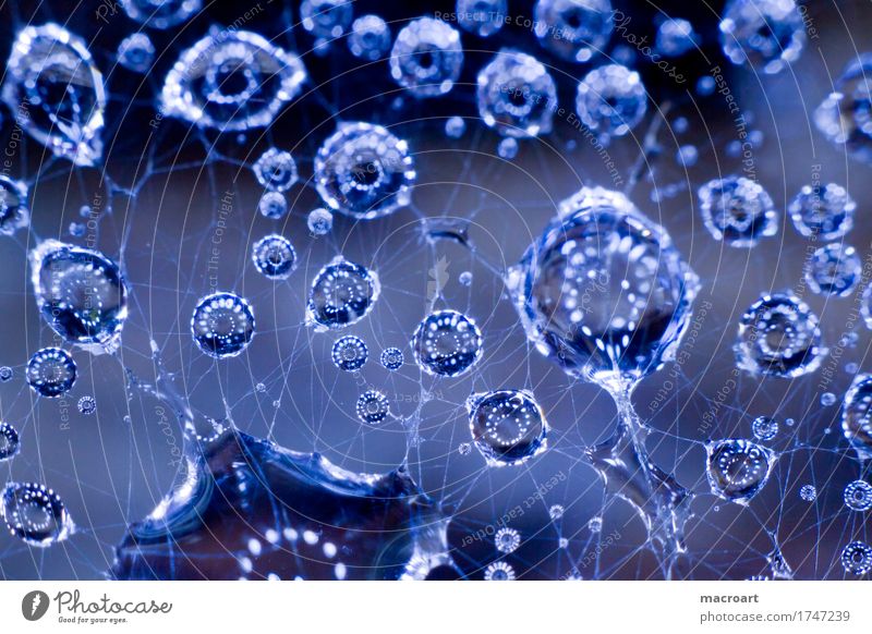 raindrop Drops of water Rain Net Spider's web thread threads Dew Wet Blue Sphere Nature Natural Macro (Extreme close-up) Detail Close-up