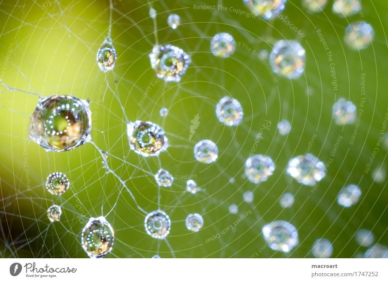raindrop Drops of water Rain Net Spider's web thread threads Dew Wet Blue Sphere Nature Natural Macro (Extreme close-up) Detail Close-up Green